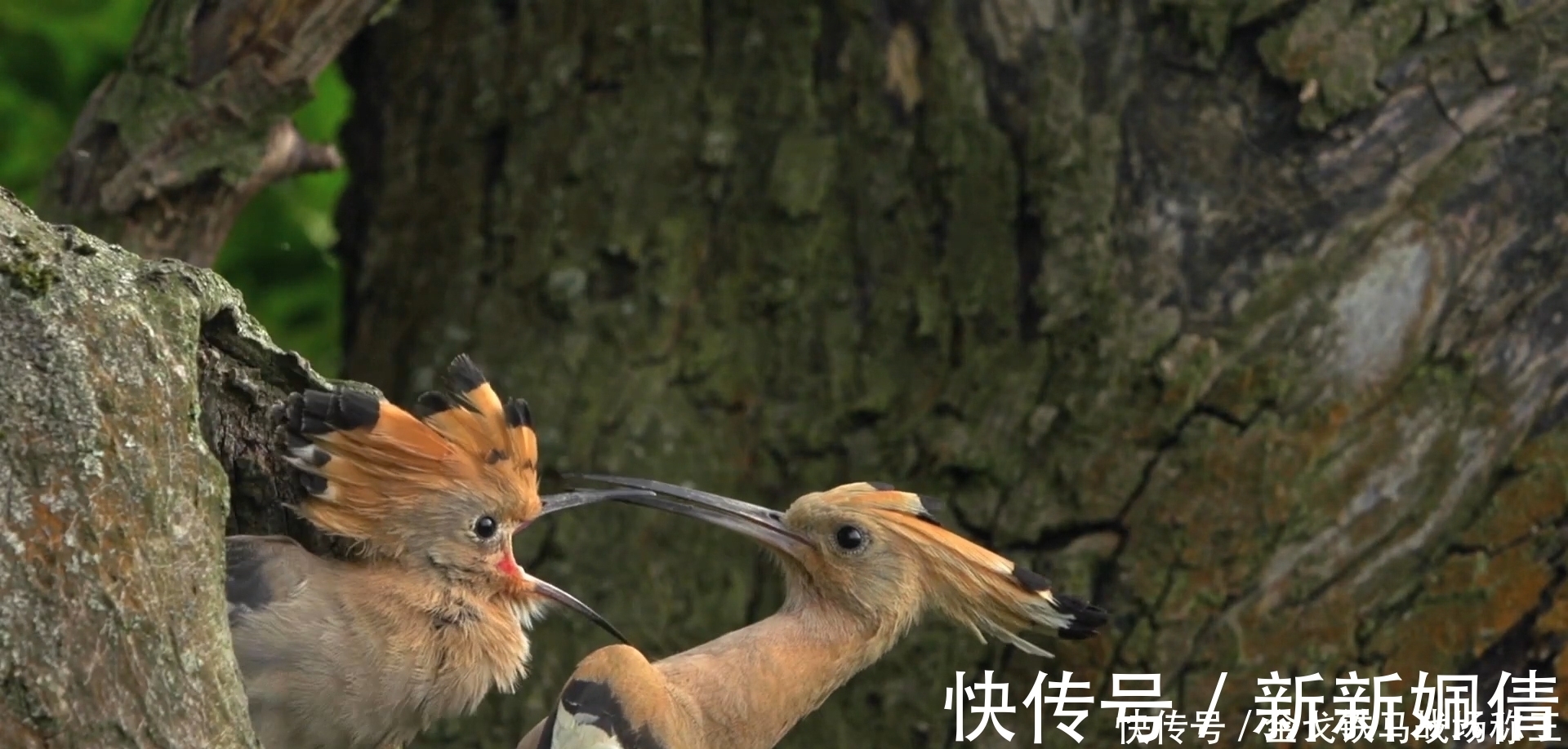 时辰|出生在这几时辰的孩子,是最有出息的,让家里越来越富裕