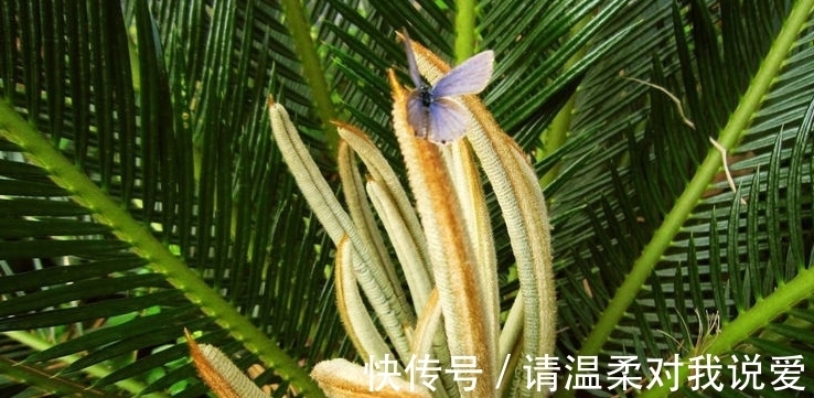 爸爸在院里种盆栽，却结出“鸡蛋”，邻居纷纷来围观