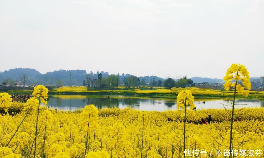 离成都不远，油菜花开满河两岸，千岛花海！