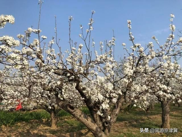 博野|保定旅发早知道:博野可以多浪漫?请屏住呼吸，准备好美到窒息