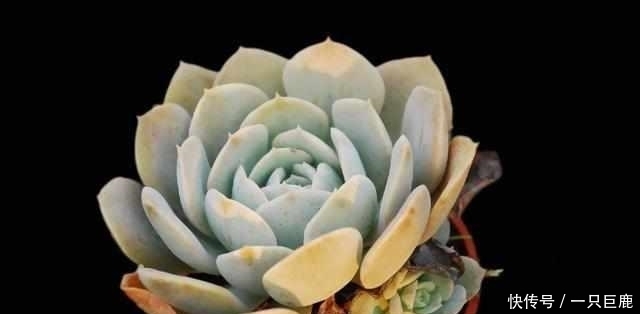 枝干|最适合多肉老桩的5种造型,你最喜欢哪一种?