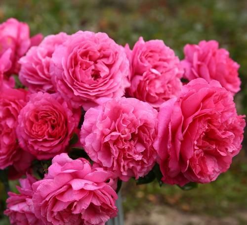  极大|1种月季花，颜值不输牡丹，花量极大，花香浓郁，值得拥有！