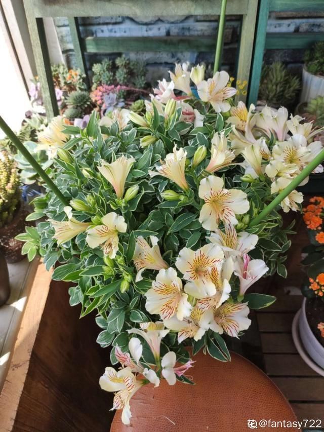 9种花真是老酒鬼,5天一小杯,叶子绿得像打蜡