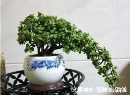 种花|2种花“不值钱”，花匠教3招，几年养成“盆景树”，1盆上千元！