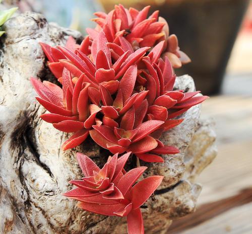 火祭|号称“徒神”的4种多肉，夏天稍不留神就成高个子，新手慎养