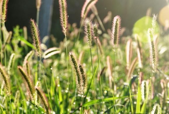 农村常见的狗尾巴草,拿来泡水喝竟有这么多功效,后悔才知道