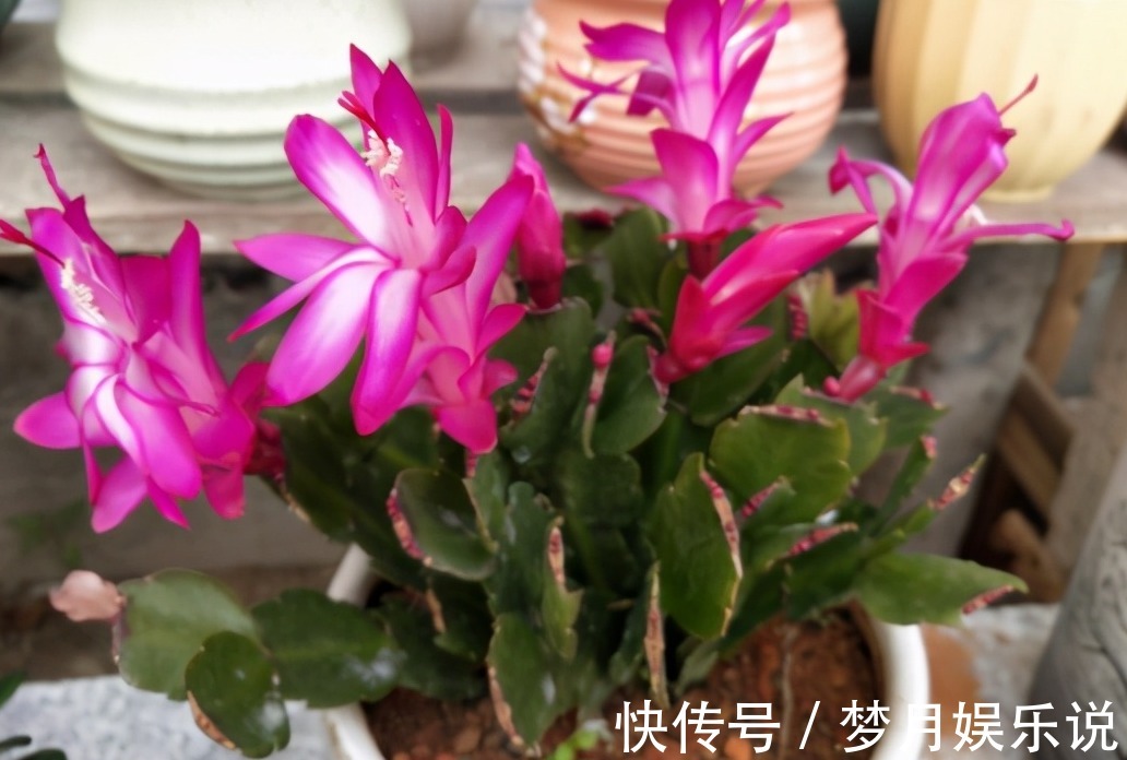 将蛋壳直接倒扣在土壤里养花,光招虫没肥效,做错了吗?