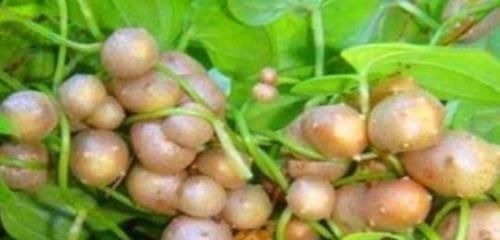 护肝降酶|多吃3种”燃脂菜“,再胖也能瘦下来!营养美味,燃脂甩赘肉