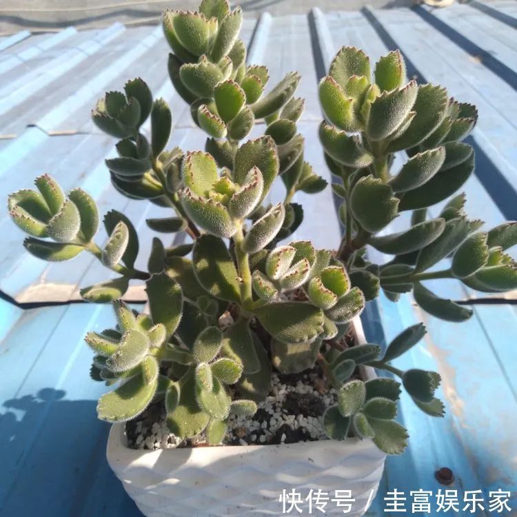 一直都养不活花,直到遇见了多肉!只要用心,就能变美!