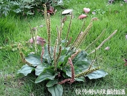 野草|农村路边常见的野草，煮水喝有“奇效”，止咳力超强