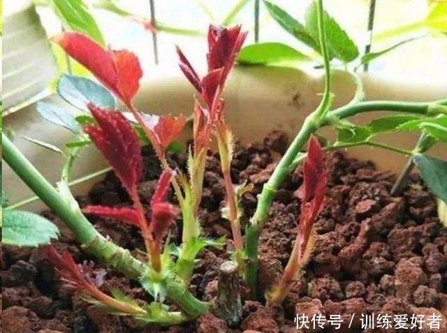月季呼呼“冒笋芽”,4招护理好,条条枝粗壮,开花成倍翻!
