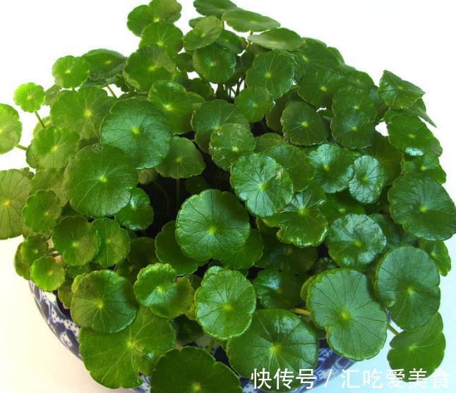 家里养了4种花，长不好就“剃个头”，剪秃了猛长出一茬新叶