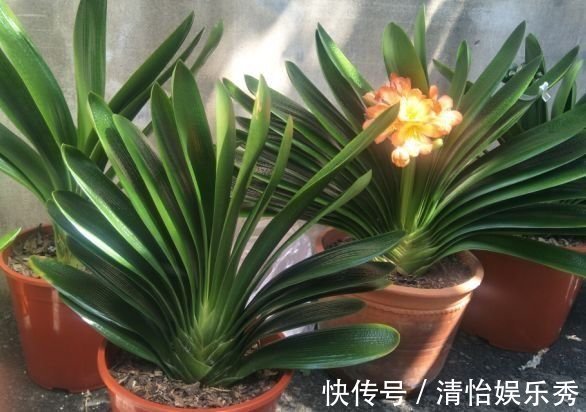 co2|“懒养”君子兰,一年不施肥,叶片油亮,花朵娇艳,花开四季不断