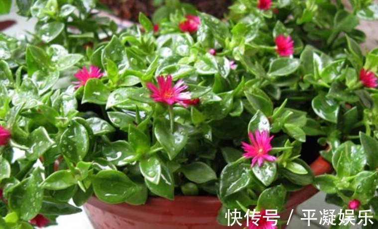 “4种花”只要给水就疯长，一天一个样，长太快，还能开出漂亮花