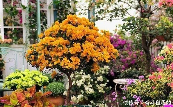 养护|她在院里养了一种花,3年之后美如画,见到的人都说像仙境!