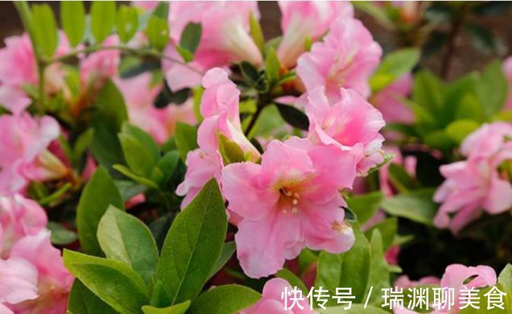 叶片|3种花是花中劳模,一年四季开花不断,开花量大,花开枝繁叶茂