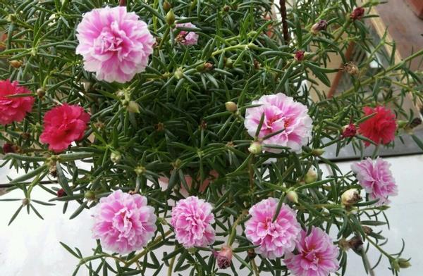 春节前后，喜欢宅家就好好打理阳台吧，养花种菜