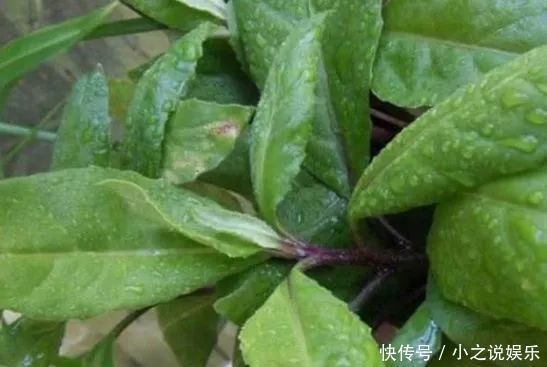 农村|农村的“降压草”,遇到不要错过,采摘回家食用价值高,很珍贵