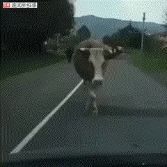 |搞笑GIF:别手贱在女友面前疯狂试探,不信你看