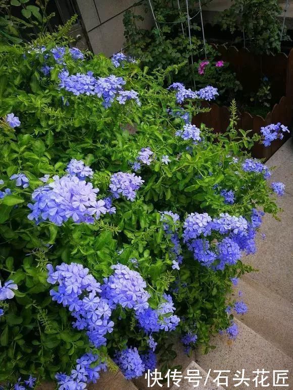 天气越热,越能开爆盆的“5种花”,阳台各养1盆开花上千朵