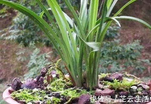 浇水|兰花浇水后,托盘中的剩水要清理吗?兰友:有意想不到的好处