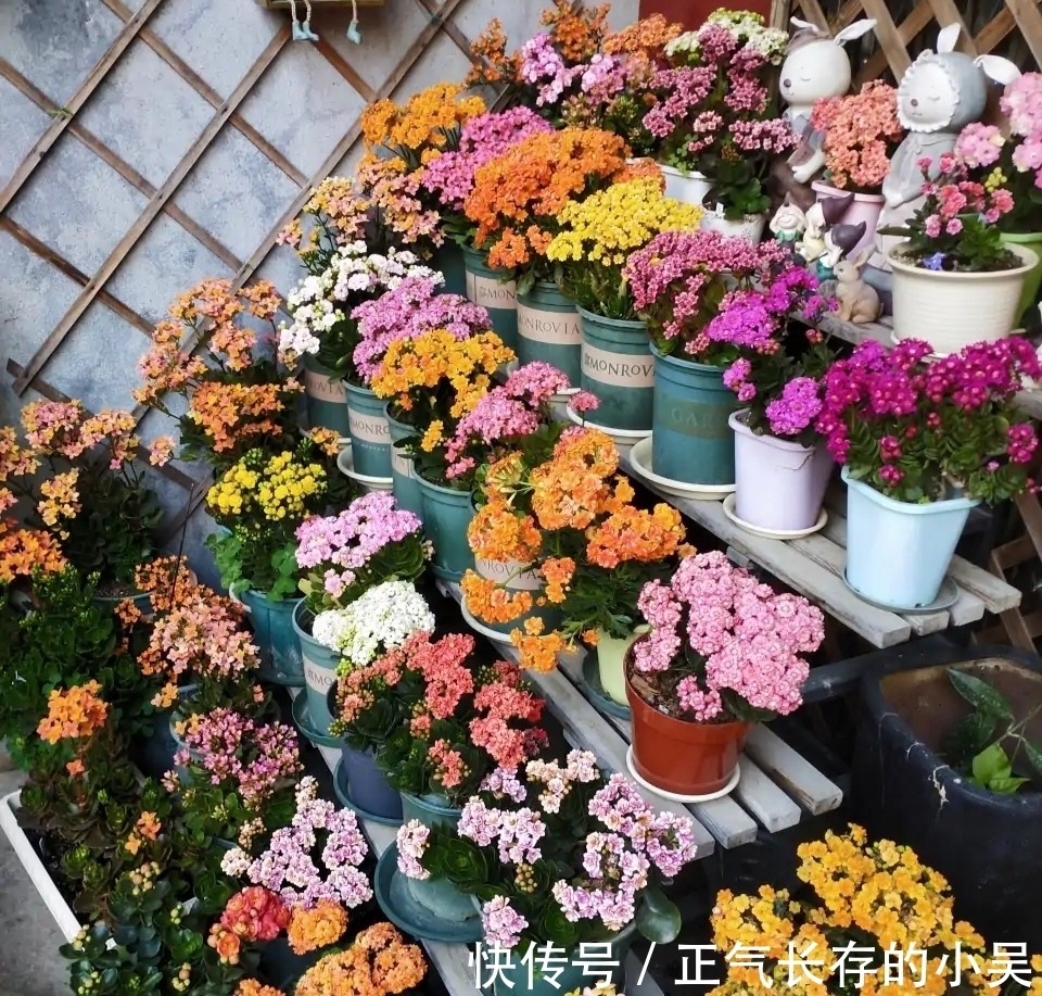 长寿花有“4喜”和“3怕”,冬天养护尤其要注意