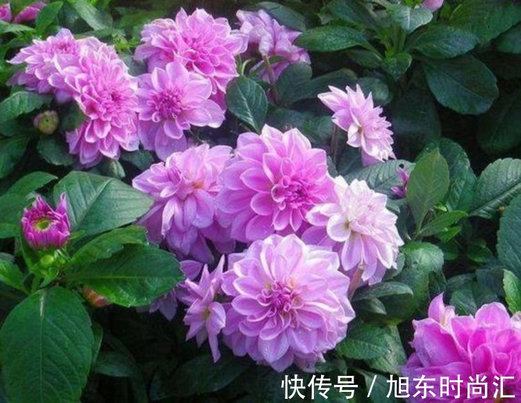 4种花美的出奇,不仅花好看,名字也好听,你养了吗?