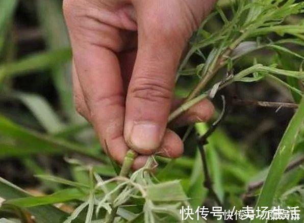 乡下常见野菜，炒腊肉肥而不腻口感很好，有多少人吃过呢？