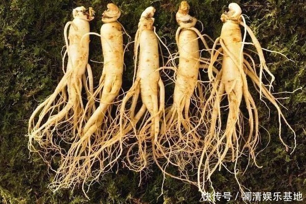 营养|农村一种“假人参”,营养大的惊人,可吃可入药,见到不要错过