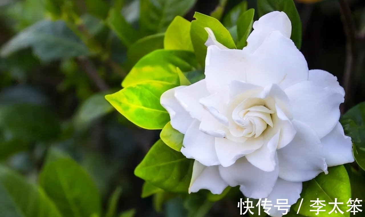 茶花|这13种花好养易活，花期还很长，喜欢的话，试着养一盆吧