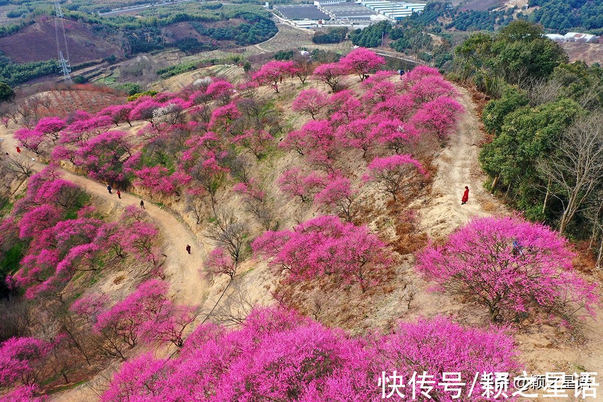 赏梅地|今年春节哪儿去？宁波16处赏梅地，春节就是赏梅节