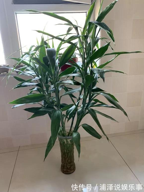 富贵竹根不好，放铁钉也没用，3个技巧，根儿白又壮！