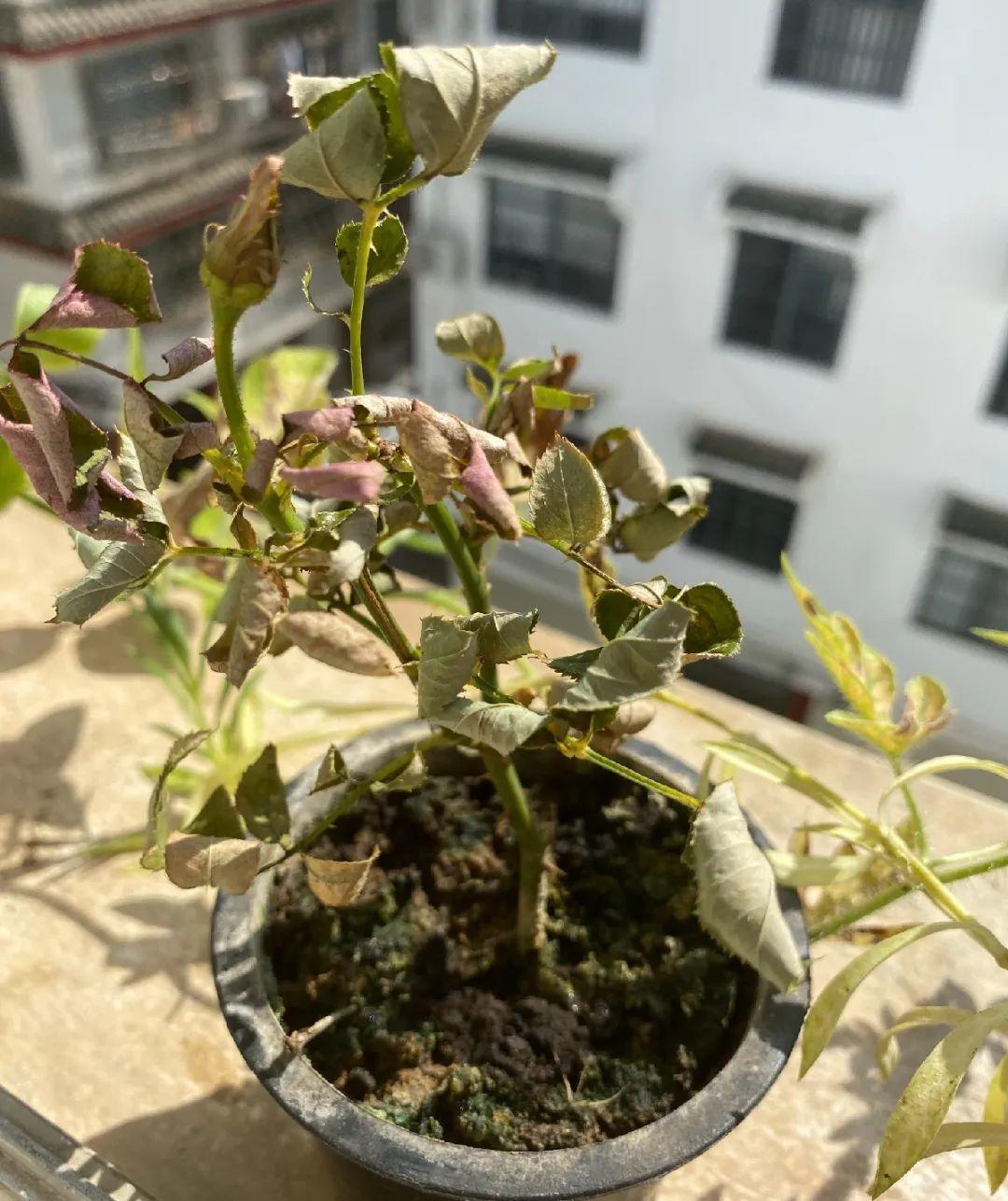 花苞|公认难养的花,养一盆死一盆,从来没有养活过!