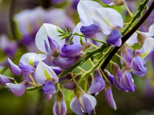超好养的几种花,仙气十足,养在阳台最合适,漂亮上档次!
