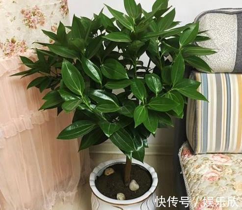 平安树别养了,往客厅养“此种树”,既好看,又招财运,值得养!
