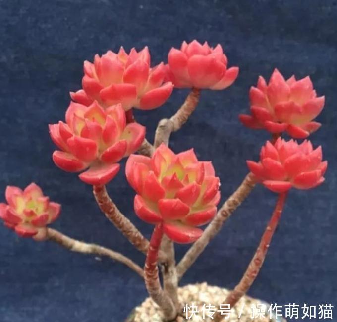 红稚莲|最受欢迎的几款多肉,你家种了吗,看后立刻被种草