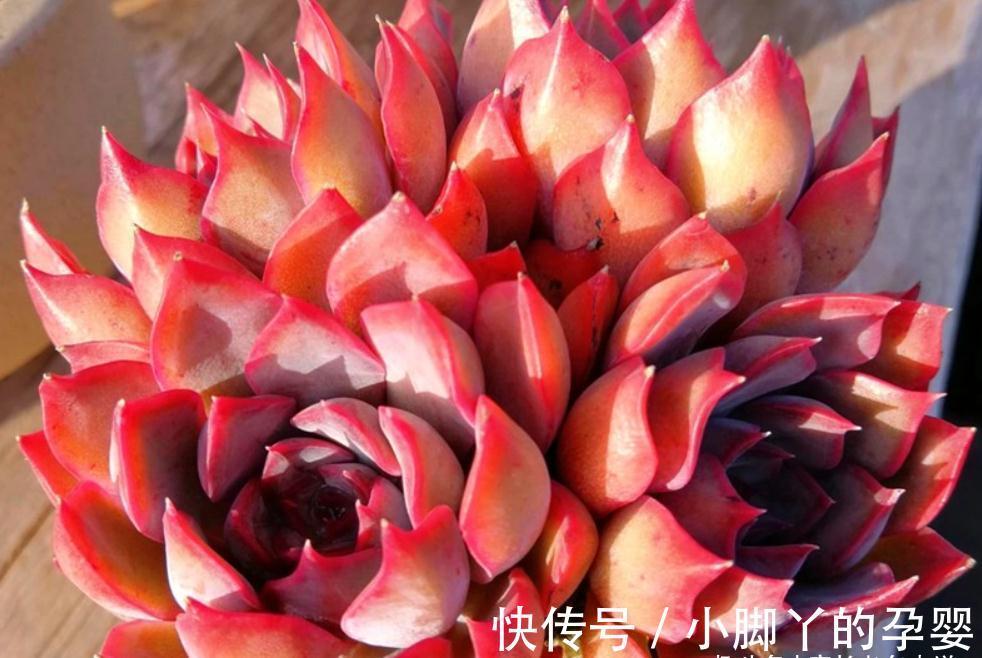 多肉暗冰和菲欧娜,平常有七分相似,出状态后颜值则有云泥之别