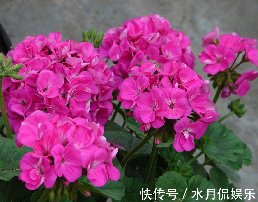 月季|3种花“最勤快”,年年开花“不停歇”,沾土就“旺”,1盆抵1