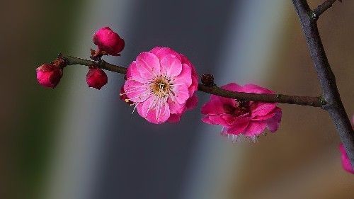 家庭生活|未来七天横财傍身，福气深厚，家庭生活美满和谐的三大生肖