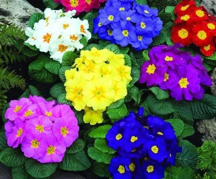 4种花养了就爆盆,夏天开花很漂亮,花量大不操心,越养越喜欢