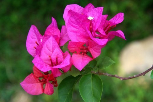 4月份扦插这几种花,好活好养又漂亮,四季花开不断,高贵优雅