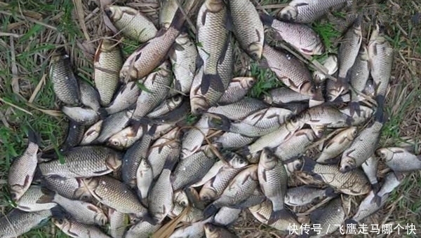 水温|冬季钓鲫鱼,技巧无非6个“小”,气温低也能钓爆护!