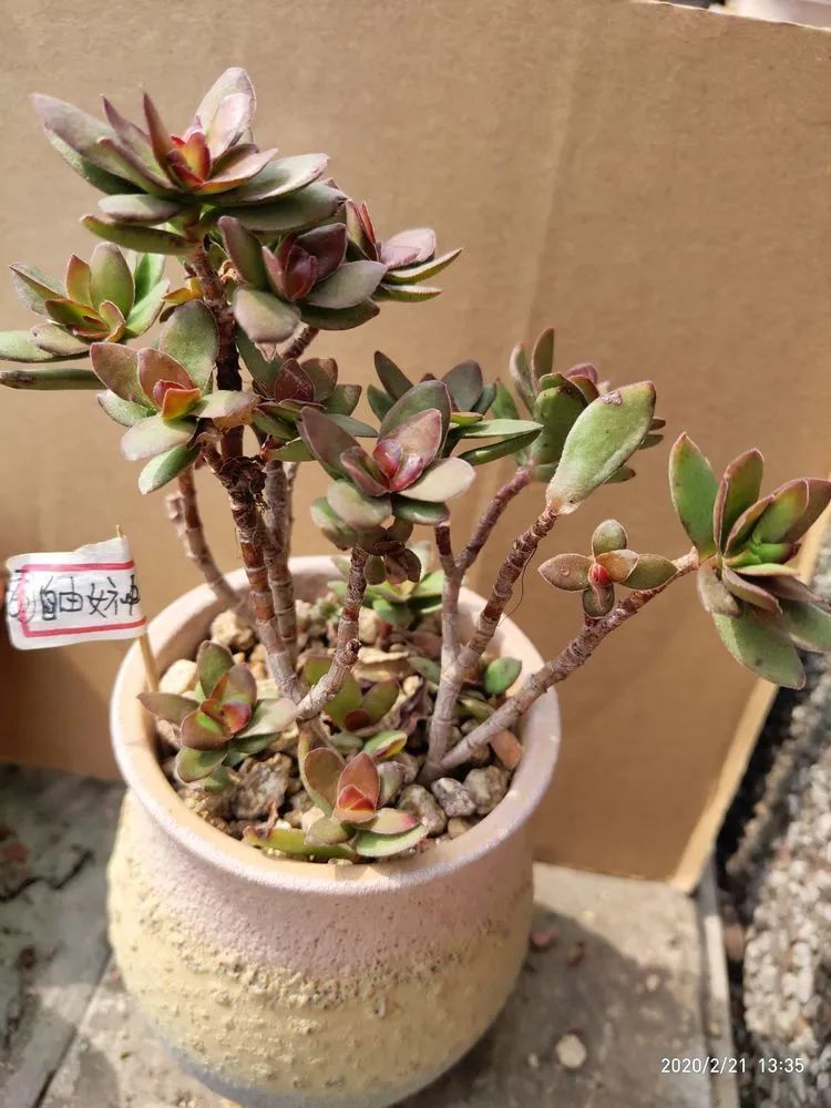 养肉多年的新手我相信它们一定可以变得更美丽！