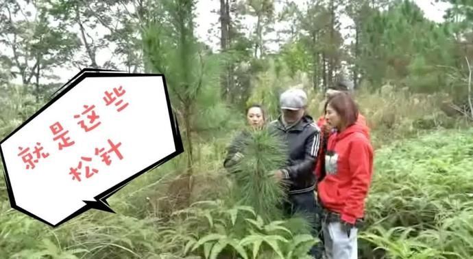 美食｜几位主持人齐齐抬竹子，难道要改行做木工？