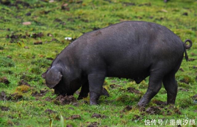无穷|老人常说“猪往前拱,鸡往后刨”,具有指代啥如果领略获益无穷