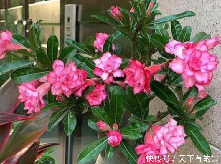 几款花卉，花开繁盛花香怡人，家里种1棵，能开出一面花墙