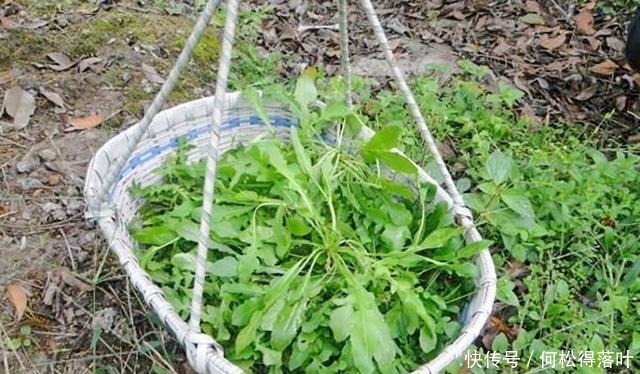 维他命这种野菜是天然维生素,古时称为“百岁羹”,老人常吃