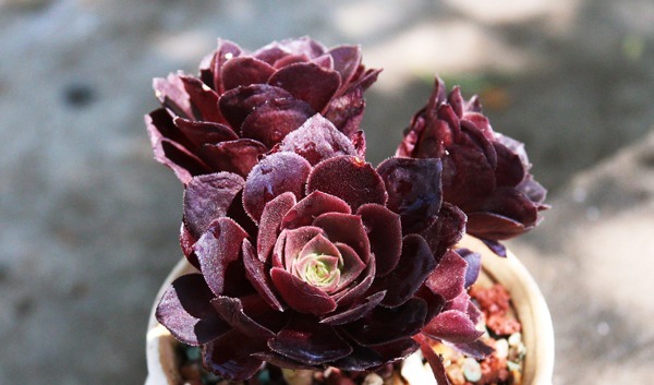 神秘高贵的紫色多肉植物，每一种都美极了，你认识多少种