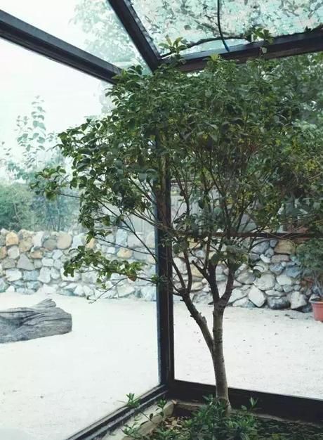 差距|20多岁的年龄差距,却把一个破烂的农家小院变成了“桃花源”