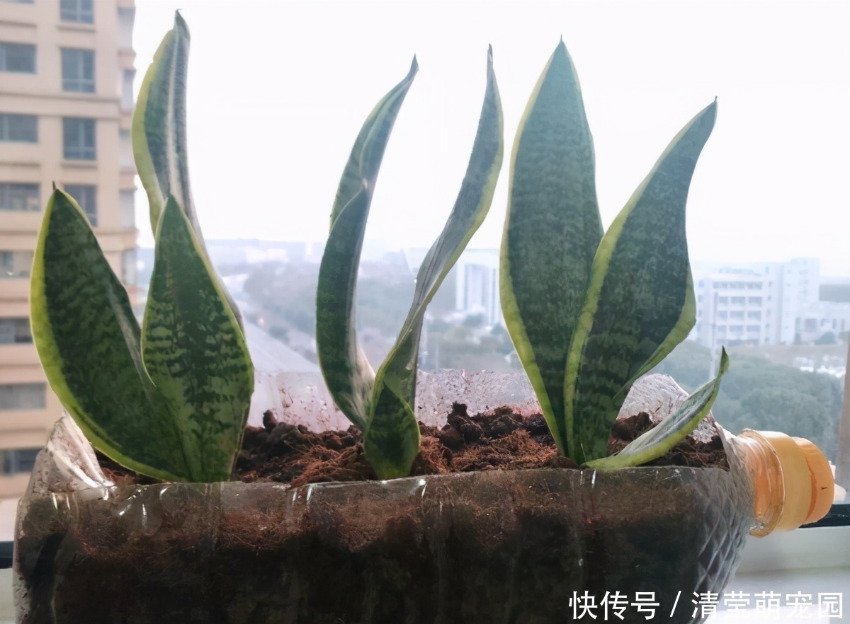 酒瓶|养花缺少花盆的话，多收集些它们“加工”就够了！